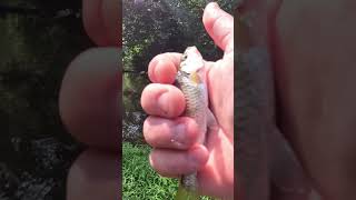 Multi species creek fishing [upl. by Vincenz]