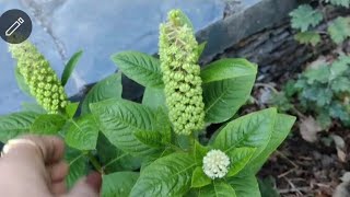 pokeweed plant [upl. by Ynnahc267]