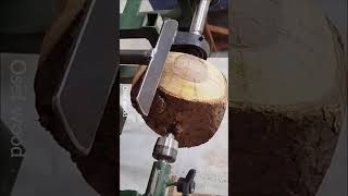 🌲🪵🌳Making wood bowl rusticasmr bowls shots shortvideo shortvideos shorts shortsvideo [upl. by Frederique]