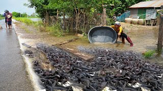 Technique Tools Catching Catfish by Hand Amazing Fishing in Flooded Season 2024 [upl. by Maffei]