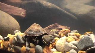 Blackworms For A Musk Turtle [upl. by Eyllib]