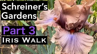 Schreiners Iris walk iris perennial gardening [upl. by Tsan]