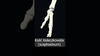 Kość łódeczkowata scaphoideum uczymy razem shorts anatomia medycyna 3d anatomy [upl. by Nahtannoj831]