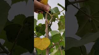 মিলিবাগ দমনের উপায় shorts mealybugs pestcontrol garden [upl. by Ahsilaf]