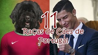 As 11 Raças de cães Portugueses petcarol torodepalpite [upl. by Kcirded]