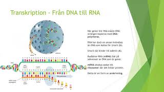 Molekylärbiologins centrala dogma  Biologi 1 100 p [upl. by Mychal]