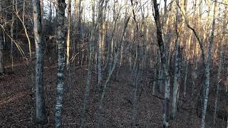 Mathews Z7 Extreme Whitetail bow hunt [upl. by Dennie263]