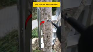 How Does Tree Inoculation Works promonster [upl. by Lael]