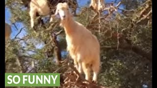 The amazing Tree Climbing Goats of Morocco [upl. by Tniassuot728]