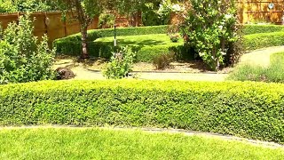 Pruning Boxwood Hedge Rows With The Multitool EGO Pole Hedge Trimmer [upl. by Airetak484]