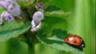 Coccinelle DemoiselleMarienkäfer lied [upl. by Mieka458]