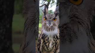 OWL IS AN ATTRACTIVE CREATURE 🦉🦉🦉❣️ owllove ytshorts cuteanimal halloween cutebird birds [upl. by Dronel]