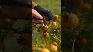 Vitamin C and roxburgh from the mountains NewFarmerProject2024 Guardian fruit [upl. by Ethben846]