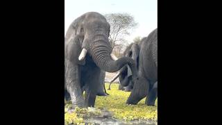 elephant bandhavgarhtigerreserve corbettsafaricorbetttourjimcorbett nationalparkelephantattack [upl. by Ahsonek379]