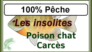 Poisson chat à Carcès [upl. by Magnien]