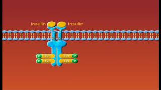 Physiology of Insulin secretion  Endocrine physiology [upl. by Josefa]