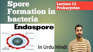 Spore formation in bacteria Endospore and Exospore Lec 13 Prokaryotes in Urdu Hindi By Dr AHadi [upl. by Leuqar]