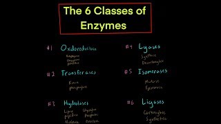 The 6 Classes of Enzymes w Mechanisms oxidoreductase transferase hydrolase lyase isomerase ligase [upl. by Dewhirst]