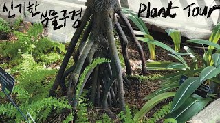 PlantTour한국에는 없는 식물들🇺🇸미국 식물원에 다 모아놨네 United States Botanic Garden [upl. by Wilona]