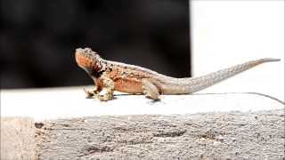 lava lizard galapagos [upl. by Belier187]