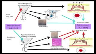 Principles of Homeostasis OCR A ALevel Biology 511 Communication and Homeostasis [upl. by Elaweda]