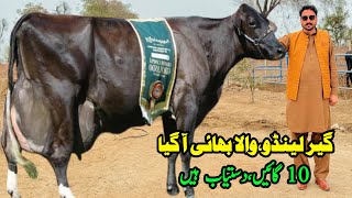 Subhan Dairy Farm  Cows Sale In Punjab  Cow Videos  Dairy Farming  Pk Janwar Mandi [upl. by Mailand414]