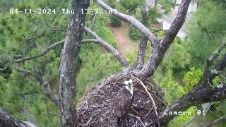 First Osprey Visit April 2024 [upl. by Strader]