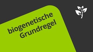 Die biogenetische Grundregel  eine Darstellung  Biologie  Evolution [upl. by Animor]