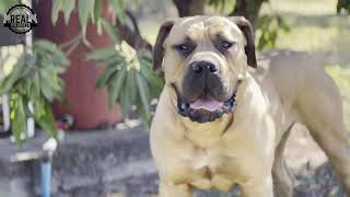 Real Boerboels  Boerboel Playtime The Perfect Day in the Yard [upl. by Ynittirb751]