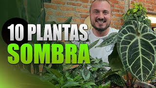 10 Plantas de SOMBRA para ambientes internos  Decore sua casa ou apê [upl. by Bullis]