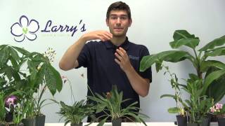 How To Grow a Masdevallia Orchid  Complete Growing Guide [upl. by Belier287]