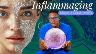 Inflammaging  Episode 3 Cellular Ageing [upl. by Nisaj]