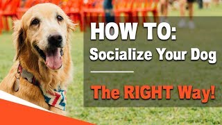 How to Socialize Your Dog  The RIGHT Way [upl. by Yasu]