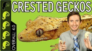 Crested Gecko The Best Pet Reptile [upl. by Schramke360]