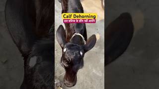 Disbudding a calf in 60 seconds dehorning calves shortvideo viral shorts [upl. by Hilary992]