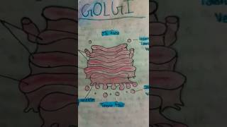 Golgi diagram [upl. by Thacher]