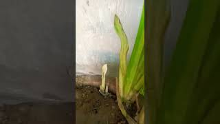 Growth of canna paniculata gardenning redflowers ytshorts [upl. by Htedirem]