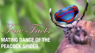 True Facts Mating Dance of The Peacock Spider feat Quinta Brunson [upl. by Oicelem]