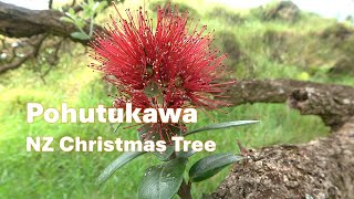 Pohutukawa Metrosideros excelsa Identification [upl. by Delly634]