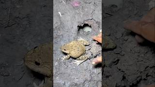 Natural frog and toad funny catchingFunny Froggy  Funny toads 😂🐸🤏 [upl. by Elokcin]