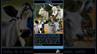 Zebu Facts More than a mini Cow  Animal Adventure Ave [upl. by Attikin250]