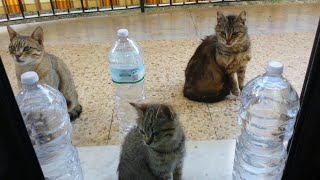 Per chi crede che i gatti randagi hanno paura delle bottiglie piene dacqua guardate [upl. by Yoko907]