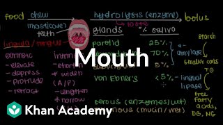 Mouth  Gastrointestinal system physiology  NCLEXRN  Khan Academy [upl. by Mavra]