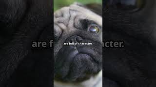 Pug Life Why These Wrinkly Dogs Steal Hearts ❤️ shorts doglover [upl. by Prevot888]