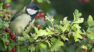 A focus on Hawthorn hedging All you need to know about Crataegus Monogyna [upl. by Laehctim]