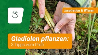 Gladiolen pflanzen 3 Tipps vom Profi [upl. by Etteb308]