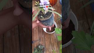 Repotting of maxican pitunia ❤️ plant repotting update1balconygarden hardyplants plants [upl. by Levinson794]