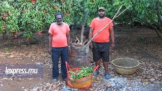 Chauvesouris des planteurs de litchis déguisés en MacGyver [upl. by Ebner]