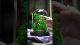 Domeshaped preserved moss terrarium The Rainforest  M by terraLiving [upl. by Ontine925]