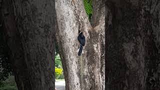 Oriental Pied Hornbill Nest at Pasir Ris Park Singapore [upl. by Haywood]